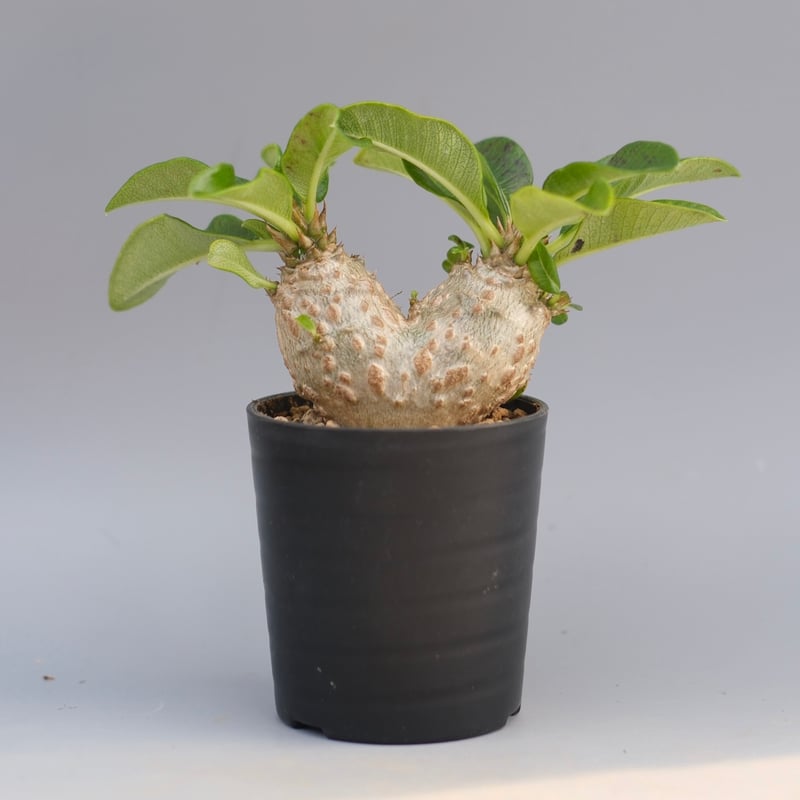 パキポディウム ウィンゾリー 実生株 095 Pachypodium windsorii |