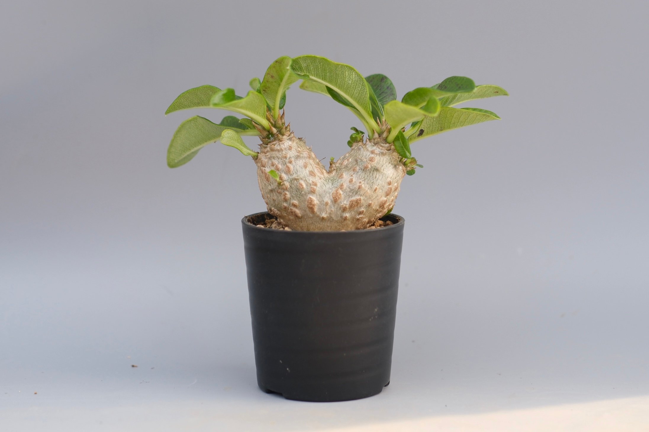 パキポディウムウィンゾリー パキポディウム ウィンゾリー 実生株 095 Pachypodium windsorii |