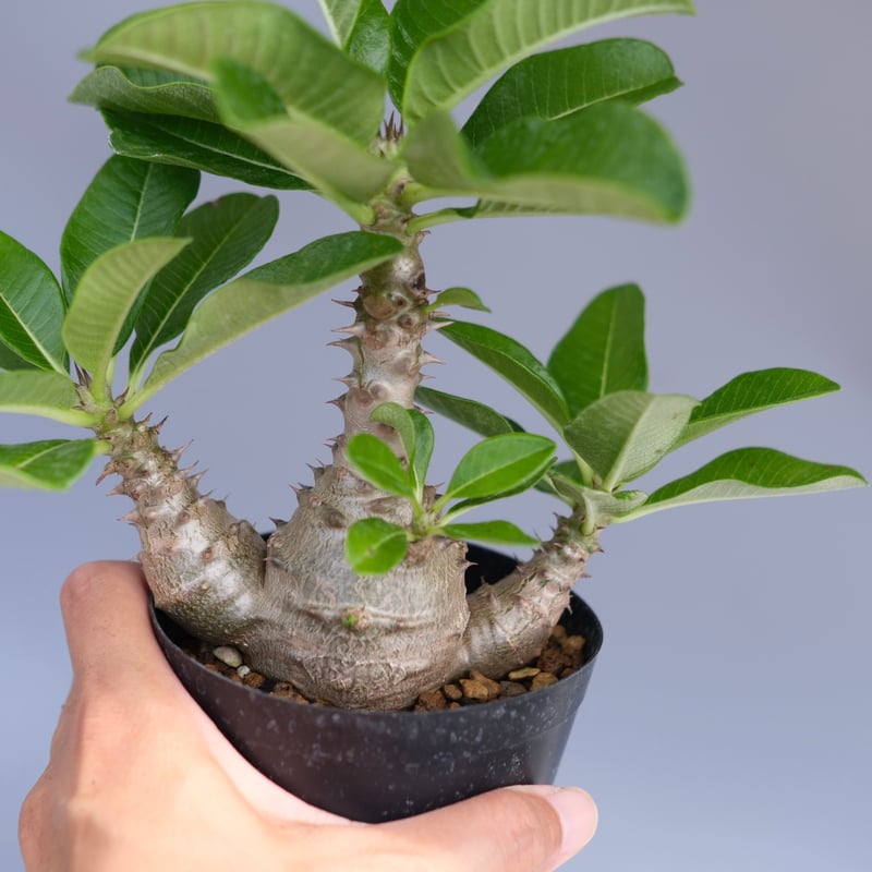 パキポディウム ウィンゾリー 実生株 064 Pachypodium windsorii
