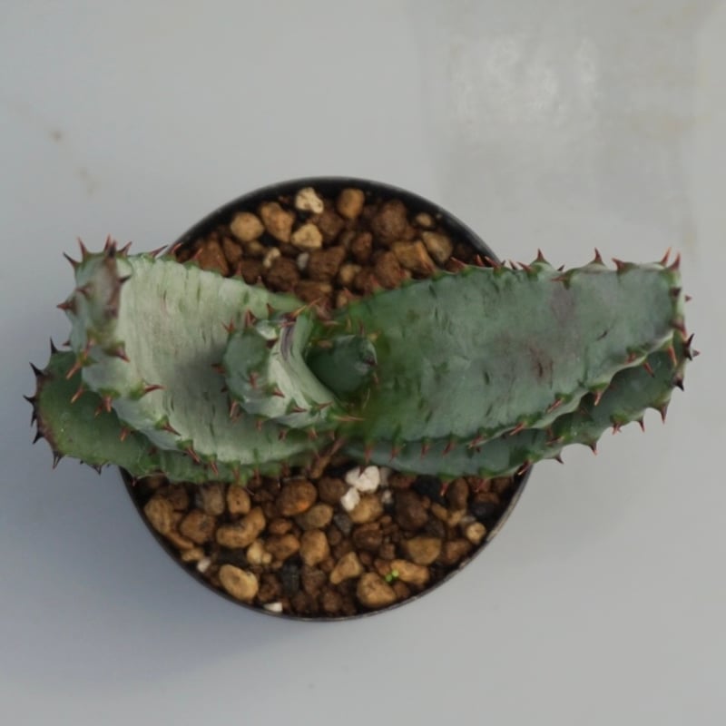 アロエ マルロシー 鬼切丸 Aloe marlothii 002 | Sunny Branch