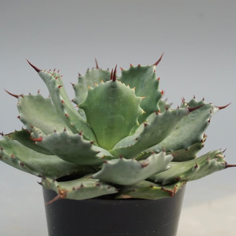 アガベ イシスメンシス 実生株 Agave isthmensis 002 | Sunny Br