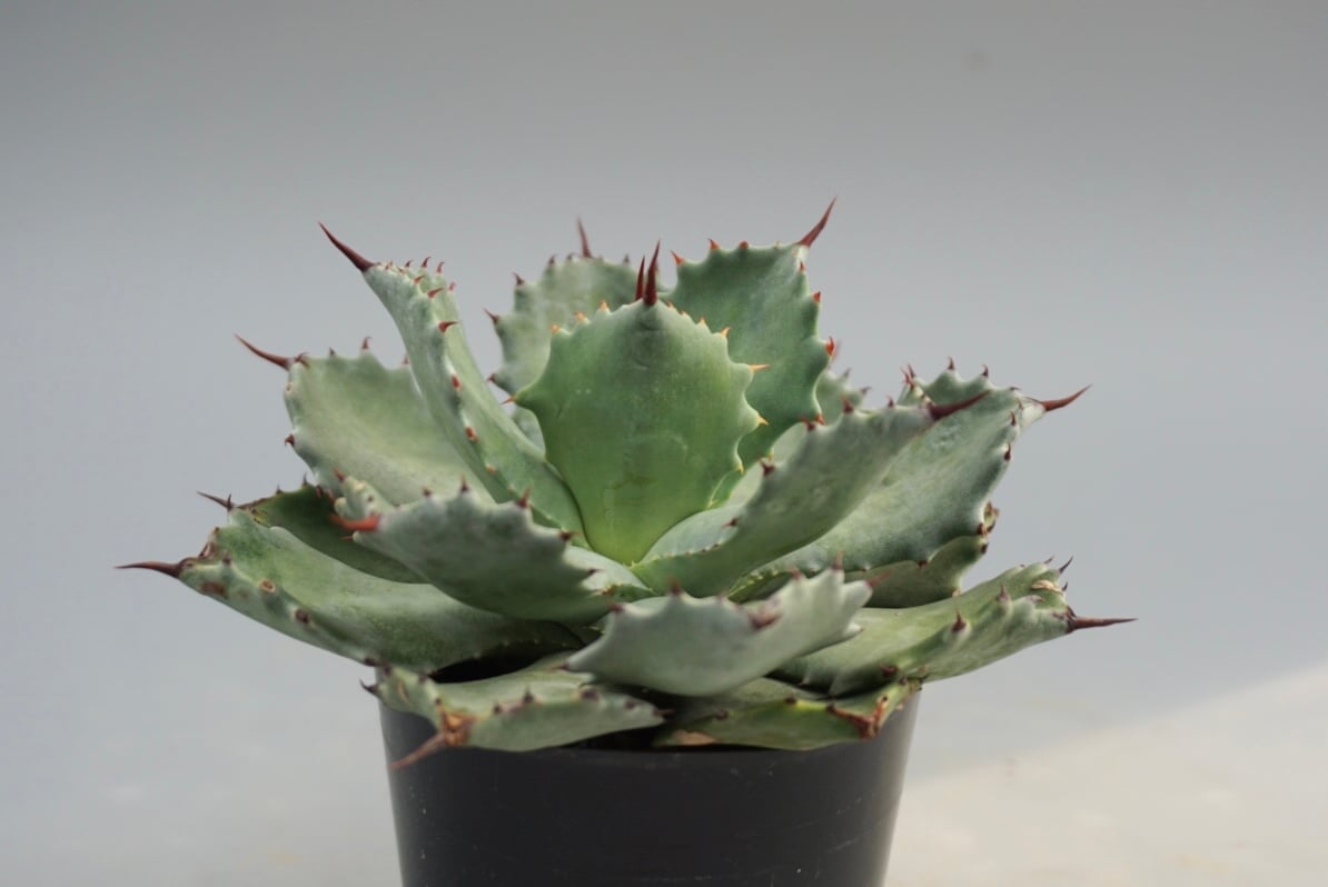 アガベ イシスメンシス Agave Isismensis 【公式通販】 アガベ イシスメンシス Agave Isismensis 【公式通販】