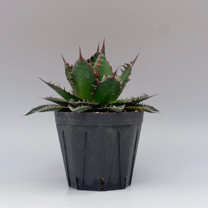 アガベ ホリダ 042 Agave horrida 強棘 | Sunny Branch