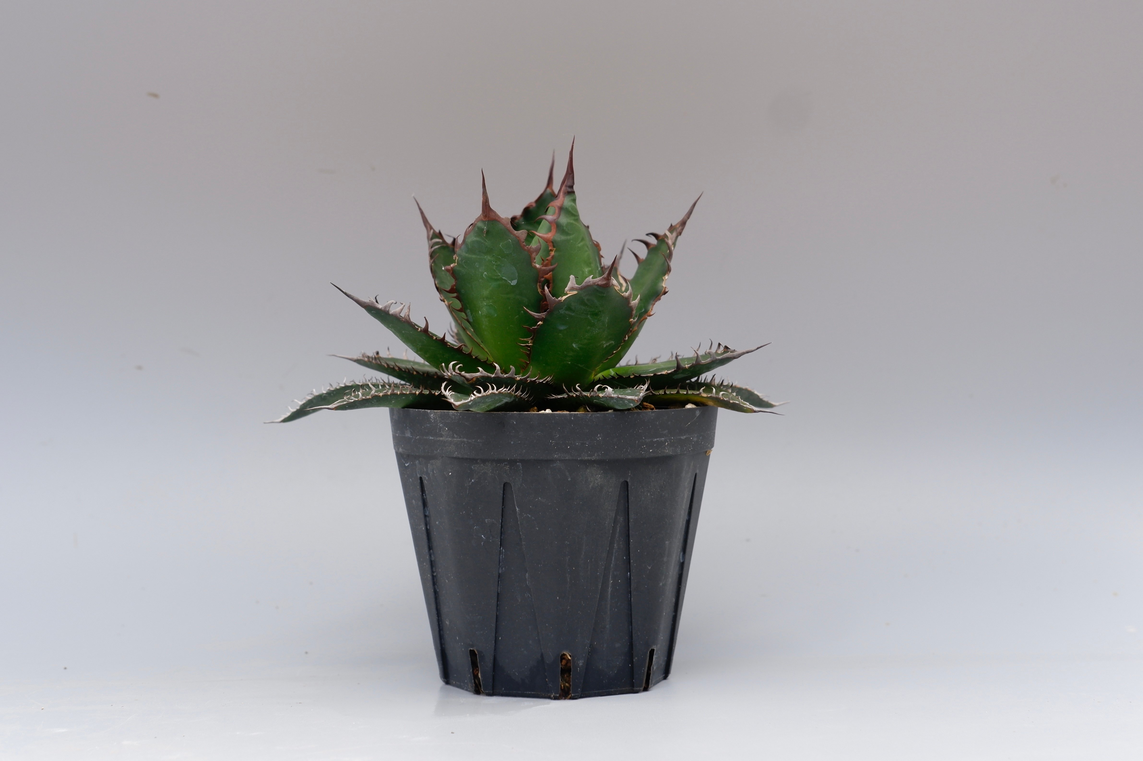 アガベ ホリダ 042 Agave horrida 強棘 | Sunny Branch