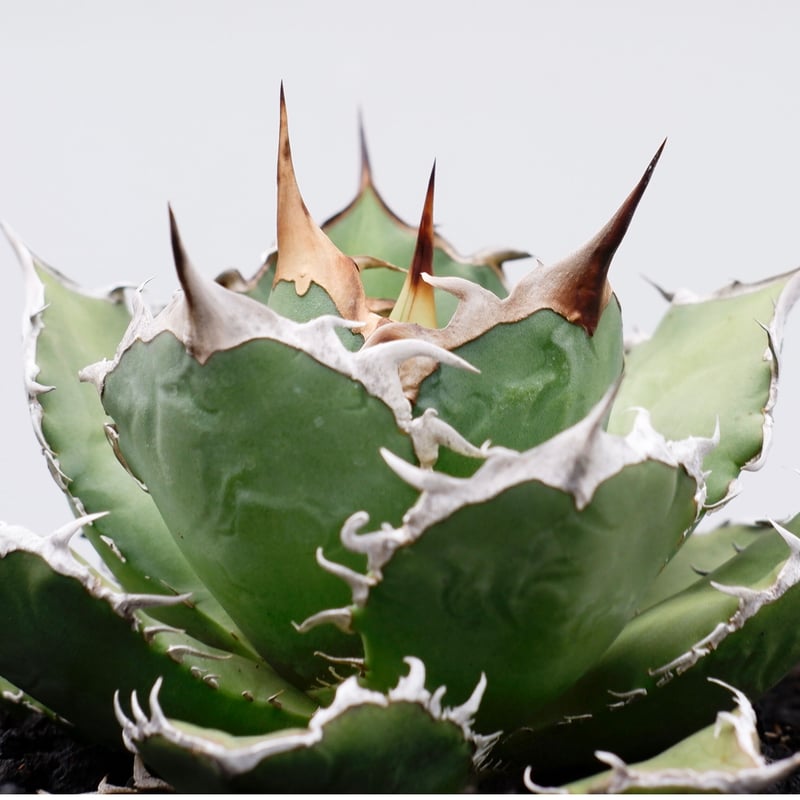 アガベ チタノタ 烈焔 002 Agave titanota 烈焔 | Sunny Branch アガベ チタノタ 烈焔 002 Agave titanota 烈焔 | Sunny Branch