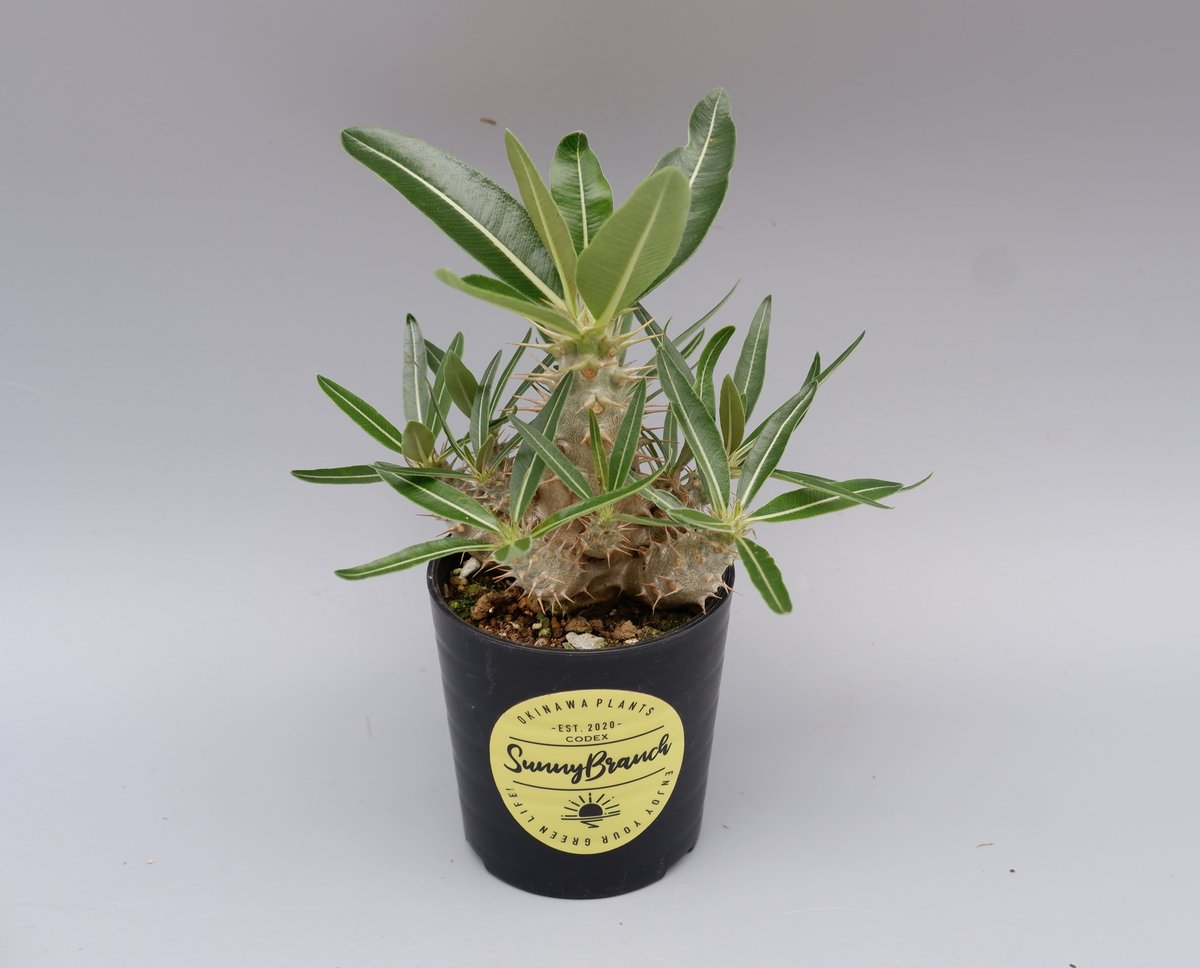パキポディウム カクチペス 実生株 012 Pachypodium cactipes パキポディウム カクチペス 実生株 012 Pachypodium cactipes
