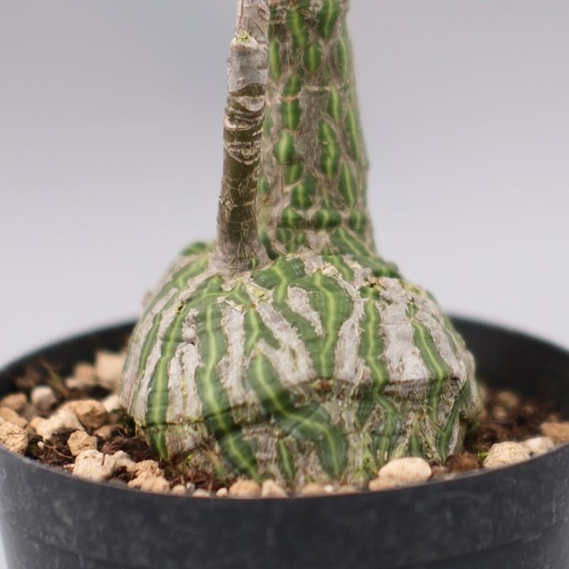 まんまる型 プセウド ボンバックス 063 Pseudobombax ellipticum |
