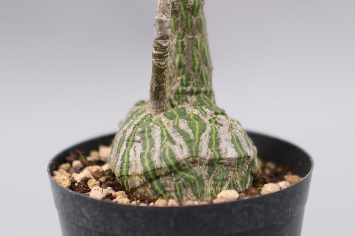 まんまる型 プセウド ボンバックス 063 Pseudobombax ellipticum |