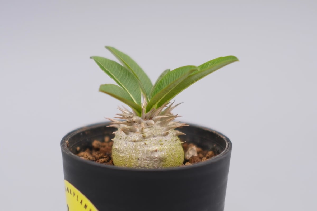 パキポディウム エニグマチカム 実生株 Pachypodium enigmaticum 008