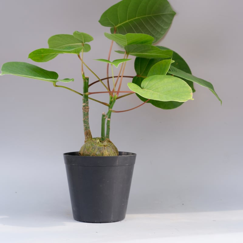 まんまる型 プセウド ボンバックス 034 Pseudobombax ellipticum