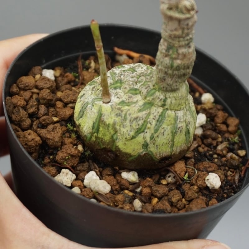 まんまる型 プセウド ボンバックス 048 Pseudobombax ellipticum |