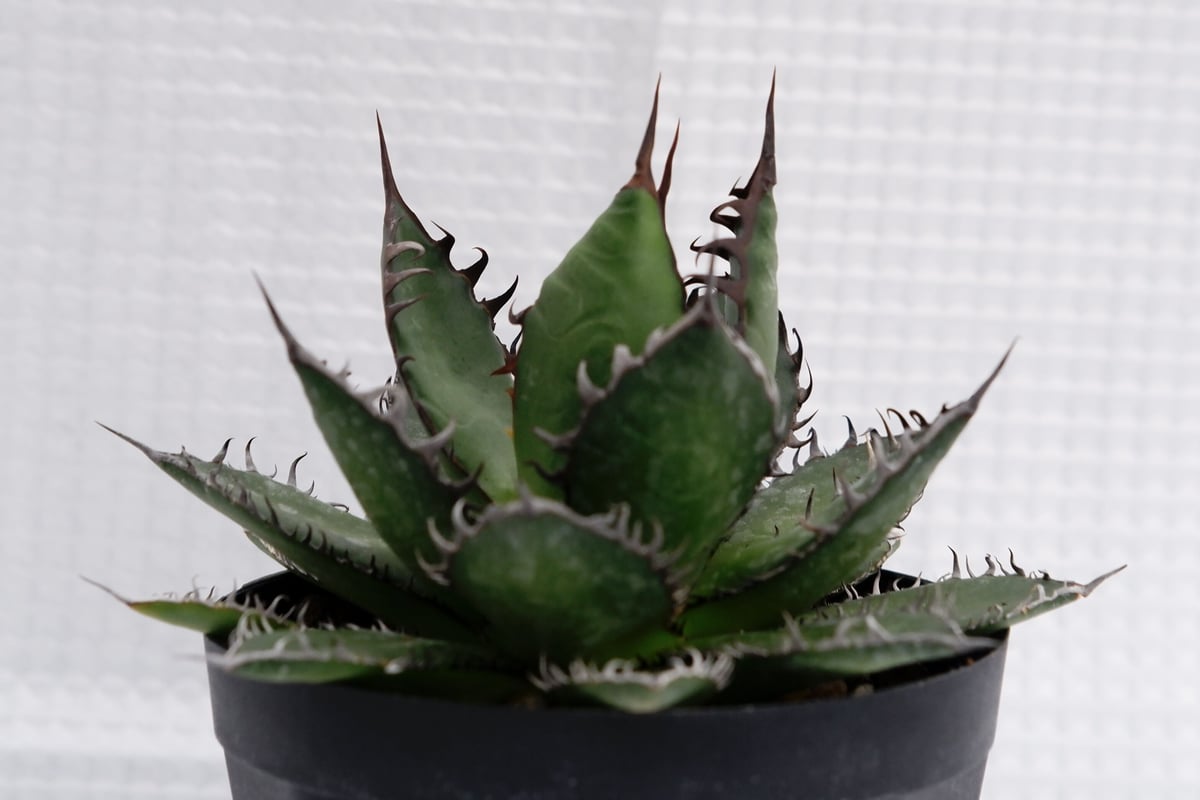 アガベ ホリダ 022 Agave horrida 強棘 | Sunny Branch