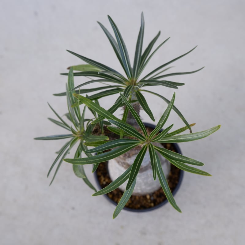 パキポディウム グラキリス013 Pachypodium grachilius【発根済み】