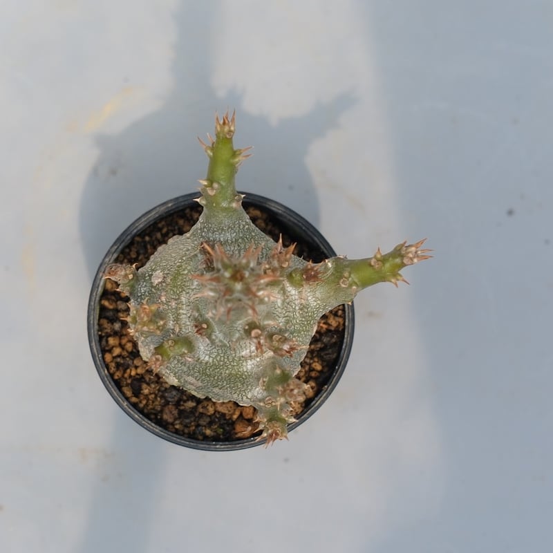 パキポディウム ウィンゾリー 実生株 116 Pachypodium windsorii |