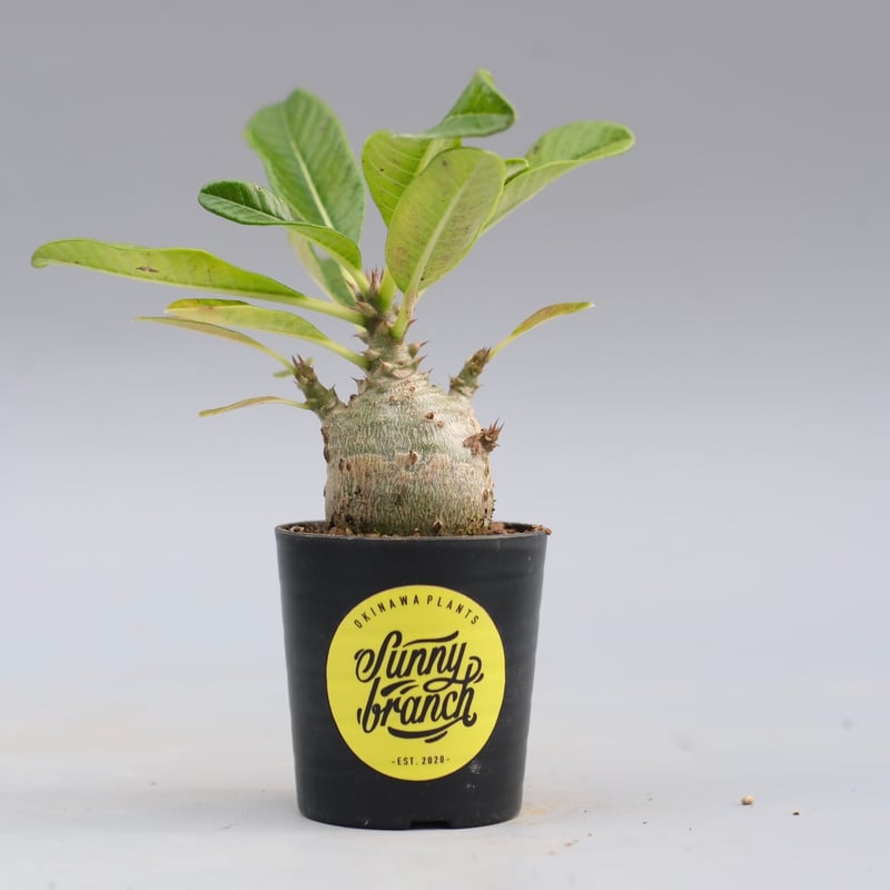 パキポディウム ウィンゾリー 実生株 120 Pachypodium windsorii |