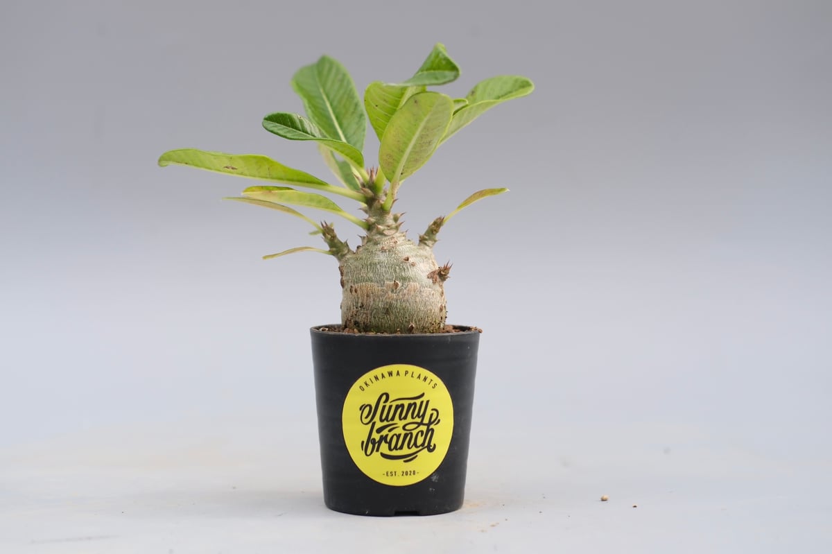 パキポディウム ウィンゾリー 実生株 120 Pachypodium windsorii |