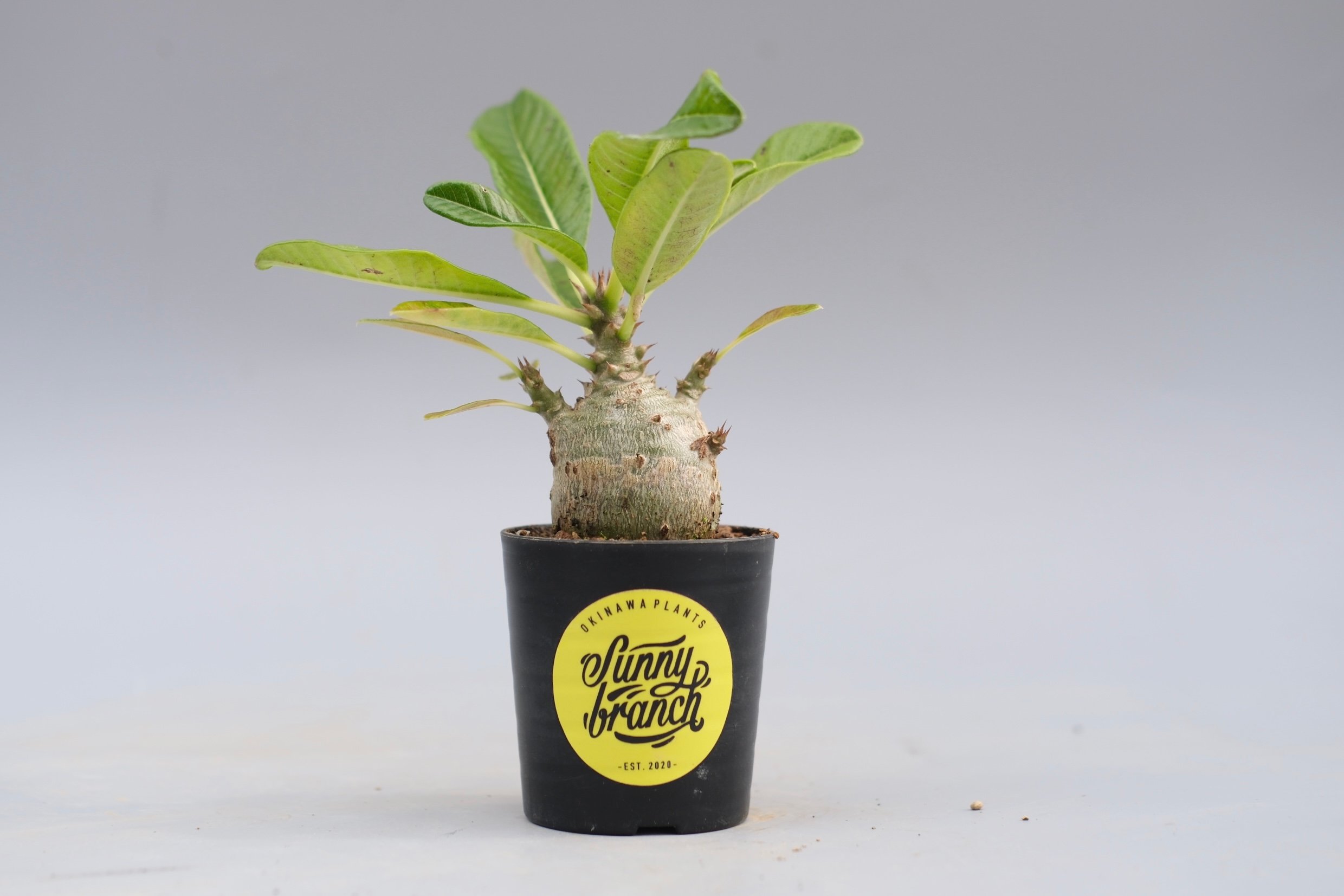 パキポディウム ウィンゾリー 実生株 120 Pachypodium windsorii |