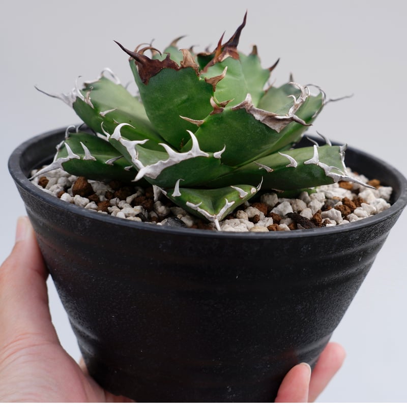 アガベ チタノタ ドワーフ 001 Agave titanota 'Dwarf' | Sun アガベ チタノタ ドワーフ 001 Agave titanota 'Dwarf' | Sun