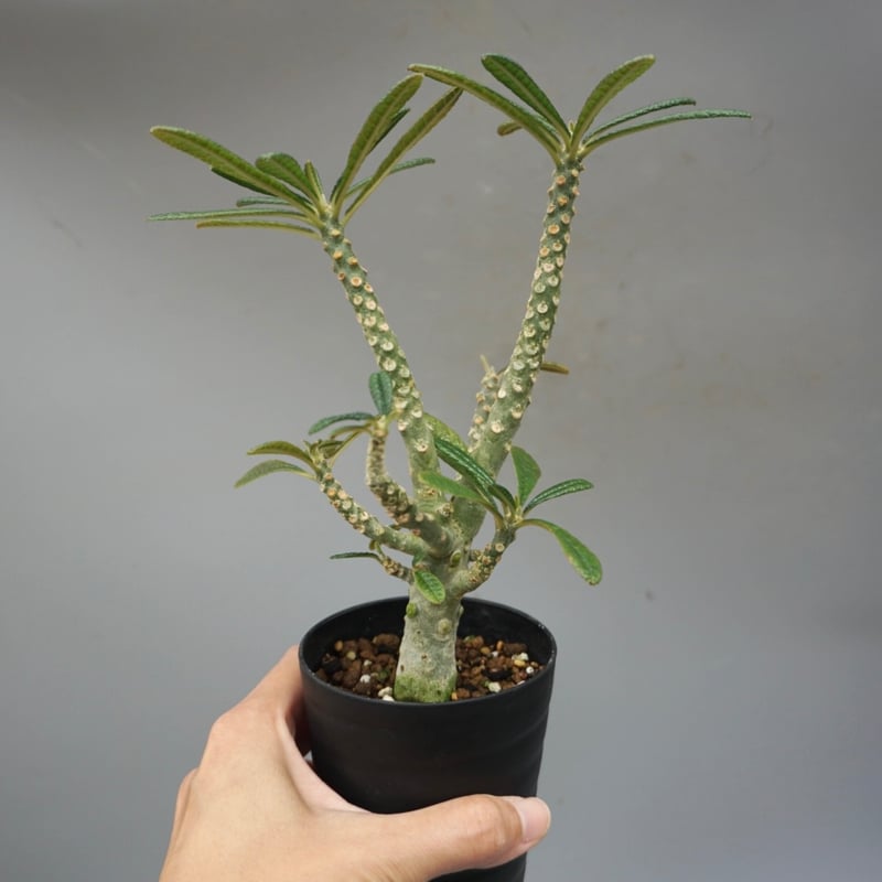 ドルステニア ギガス033 Dorstenia gigas | Sunny Branch