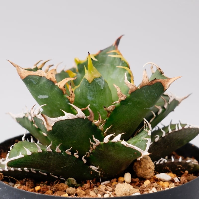 アガベ チタノタ レッドキャットウィーズル Agave titanota Red Catwee