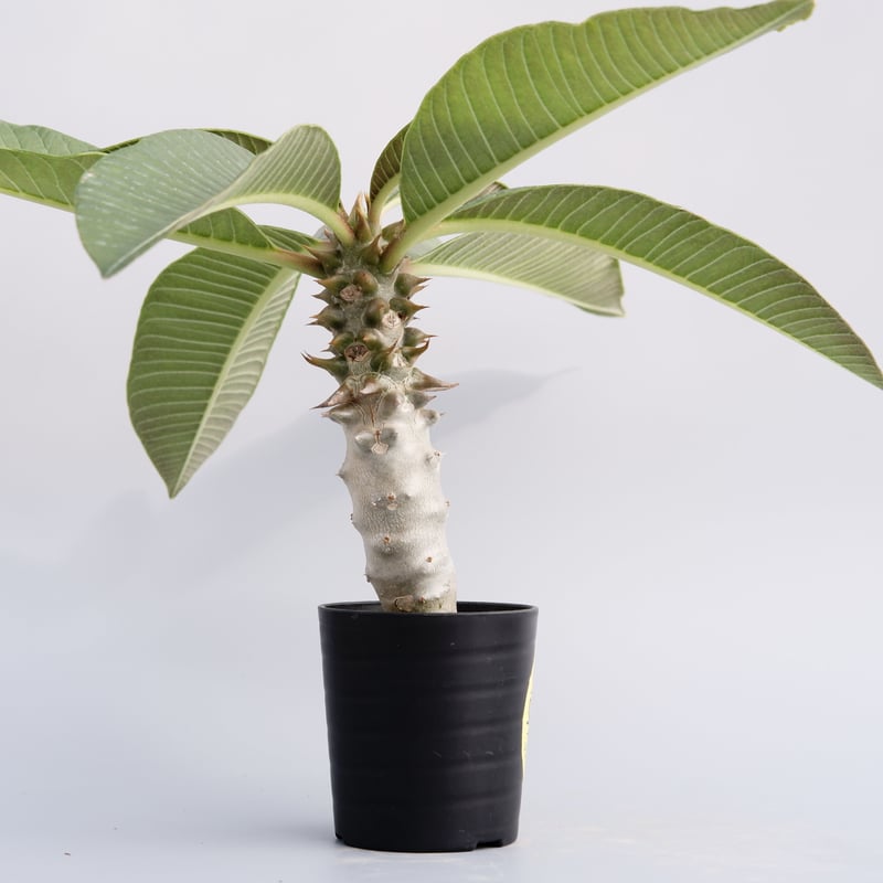 パキポディウム バロニー実生株013 Pachypodium baronii | Sunny