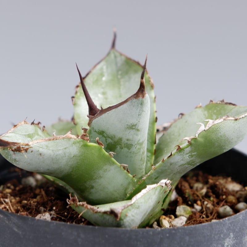 アガベ チタノタ ホワイトアイス Agave titanota whiteice 011 |