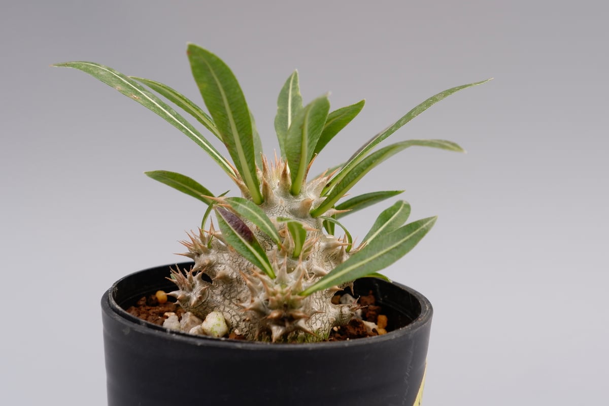 パキポディウム ロスラーツム 実生株 006 Pachypodium rosulatum ve