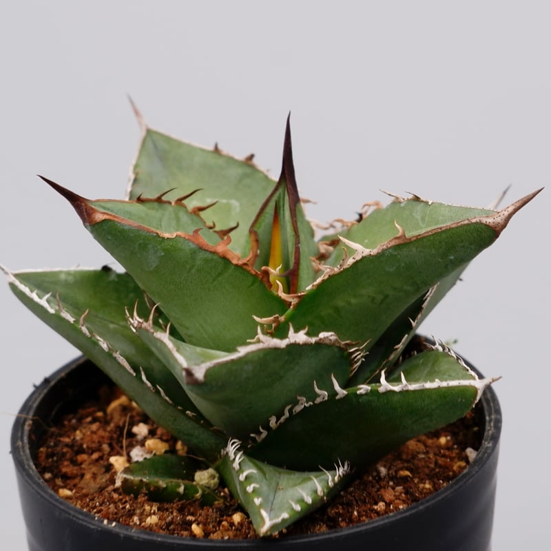 アガベ オテロイ 実生株 Agave oteroi seeding 074 | Sunny