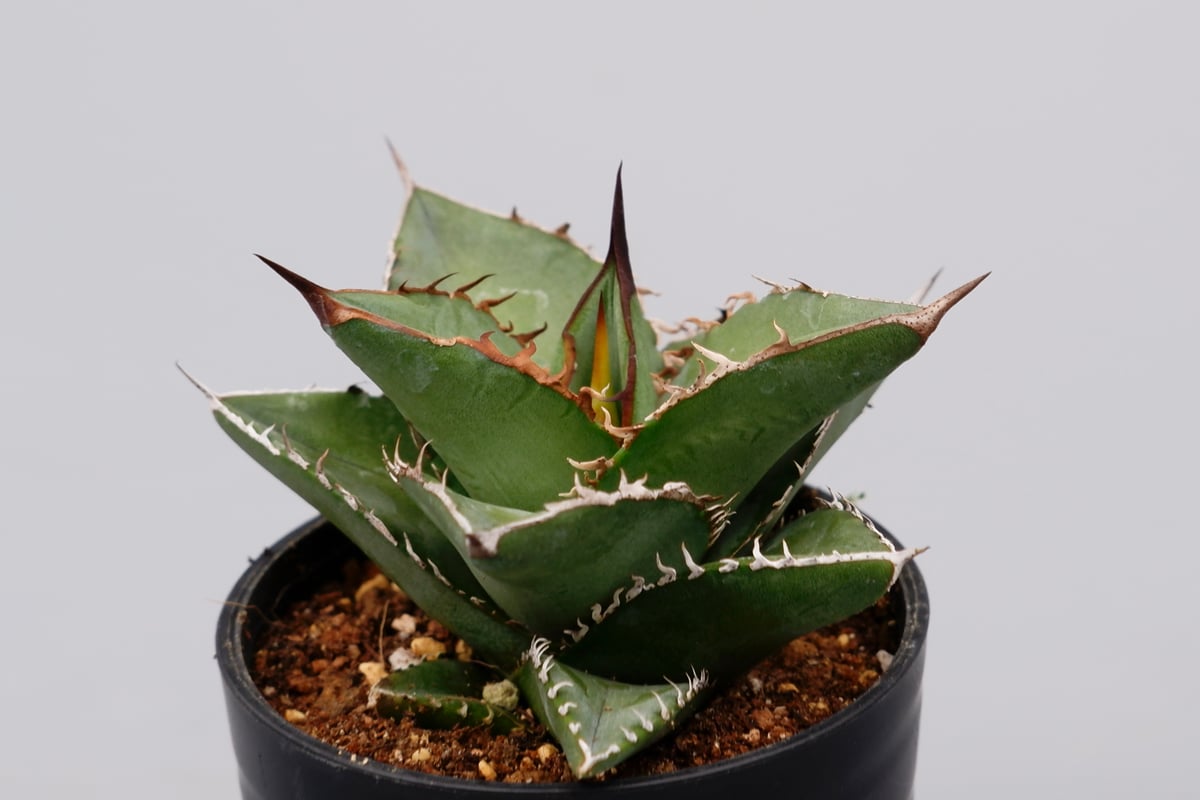 アガベ オテロイ 実生株 Agave oteroi seeding 074 | Sunny