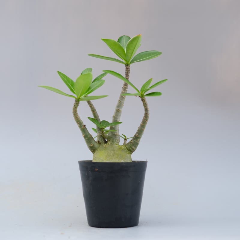 アデニウム アラビカム PNW 実生株 Adenium arabicum Phet na wa