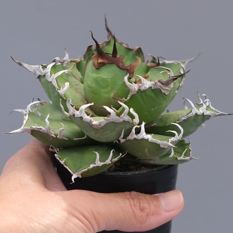 アガベ チタノタ シーザー Agave titanota caesar 196 | Sunny