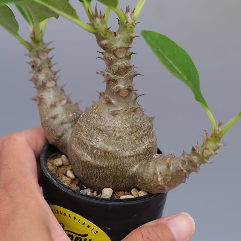パキポディウム ウィンゾリー 実生株 074 Pachypodium windsorii |