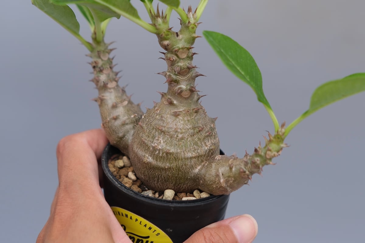 パキポディウム ウィンゾリー 実生株 074 Pachypodium windsorii |