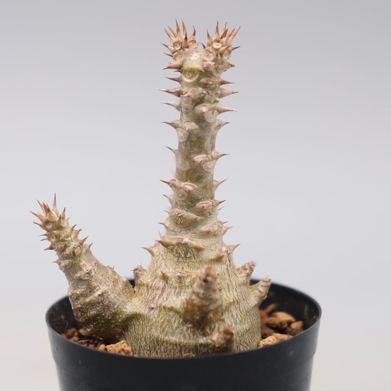 うめめ　3点パキポディウムウィンゾリー 国内実生株 パキポディウム ウィンゾリー 実生株 135 Pachypodium windsorii |