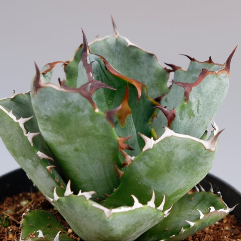 アガベ オテロイ 実生株 Agave oteroi seeding 055 | Sunny