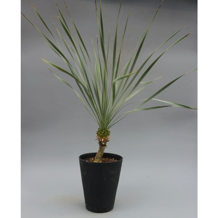 ユッカ ロストラータ 実生株 Yucca Rostrata 006 | Sunny Branch