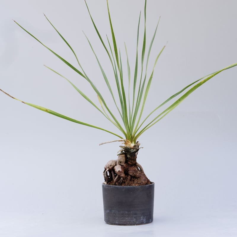 ユッカ　ロストラータ　抜き苗　幹立ち ユッカ ロストラータ 003【幹立ち】 Yucca Rostrata | Sunny Branch