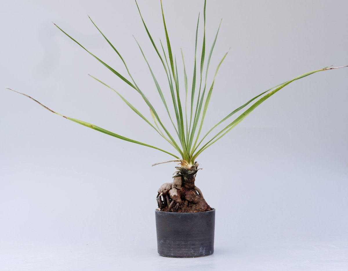 ユッカ ロストラータ 001【幹立ち】 Yucca Rostrata | Sunny Branch