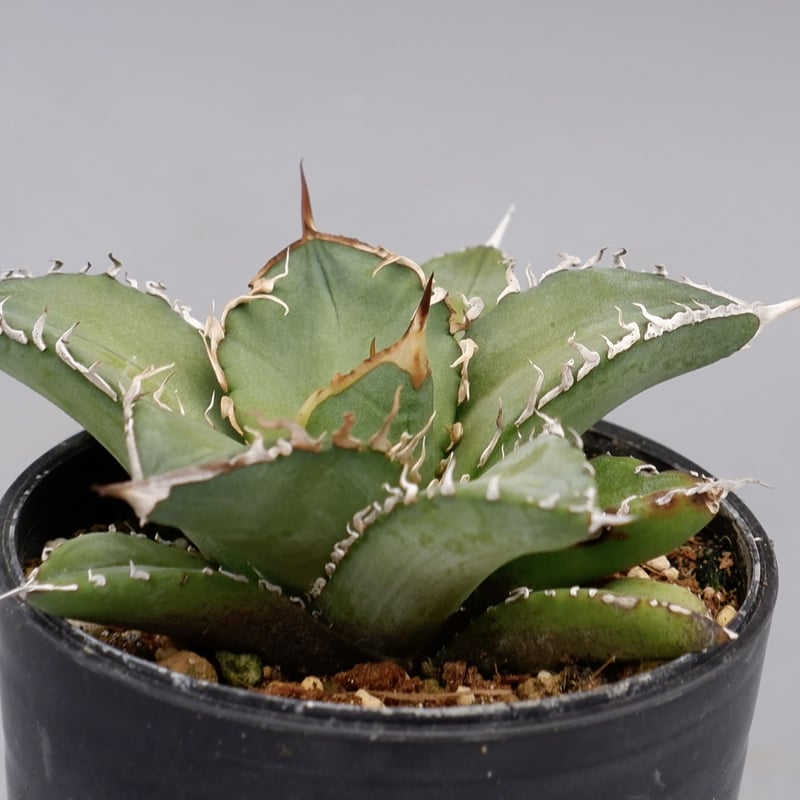 アガベ オテロイ 実生株 Agave oteroi seeding 076 | Sunny