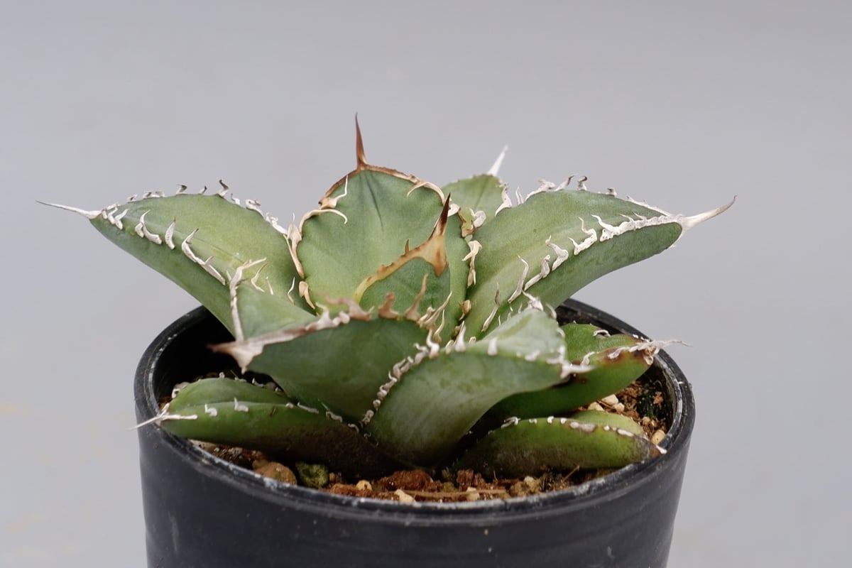 アガベ オテロイ 実生株 Agave oteroi seeding 076 | Sunny