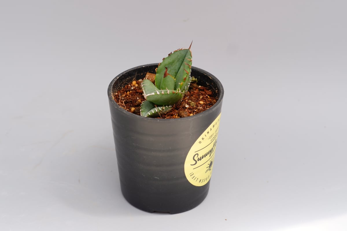 アガベ オテロイ 種子 1000粒 アガベの種子 オテロイ Agave oteroi : seed stock ヤフー
