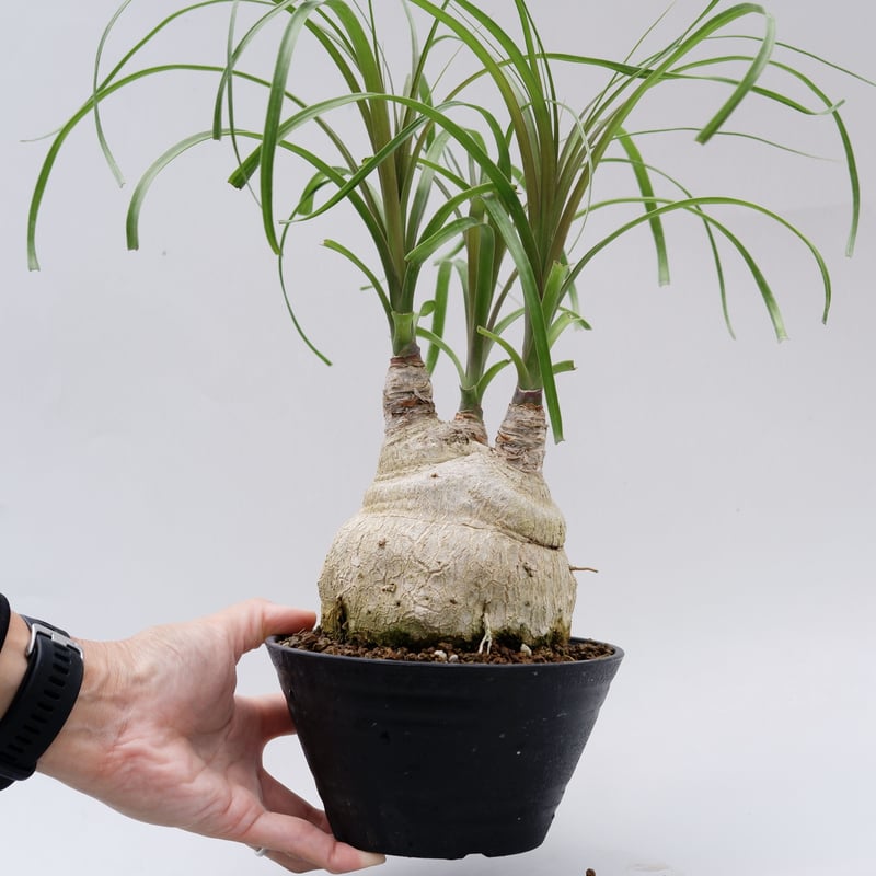 ボーカルネア・レクルバータ006 トックリラン ノリナ | Sunny Branch