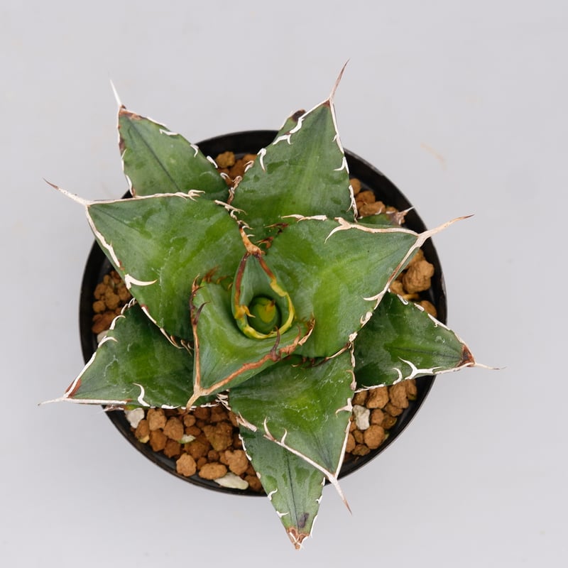 アガベ オテロイ 実生株 Agave oteroi seeding 095 | Sunny