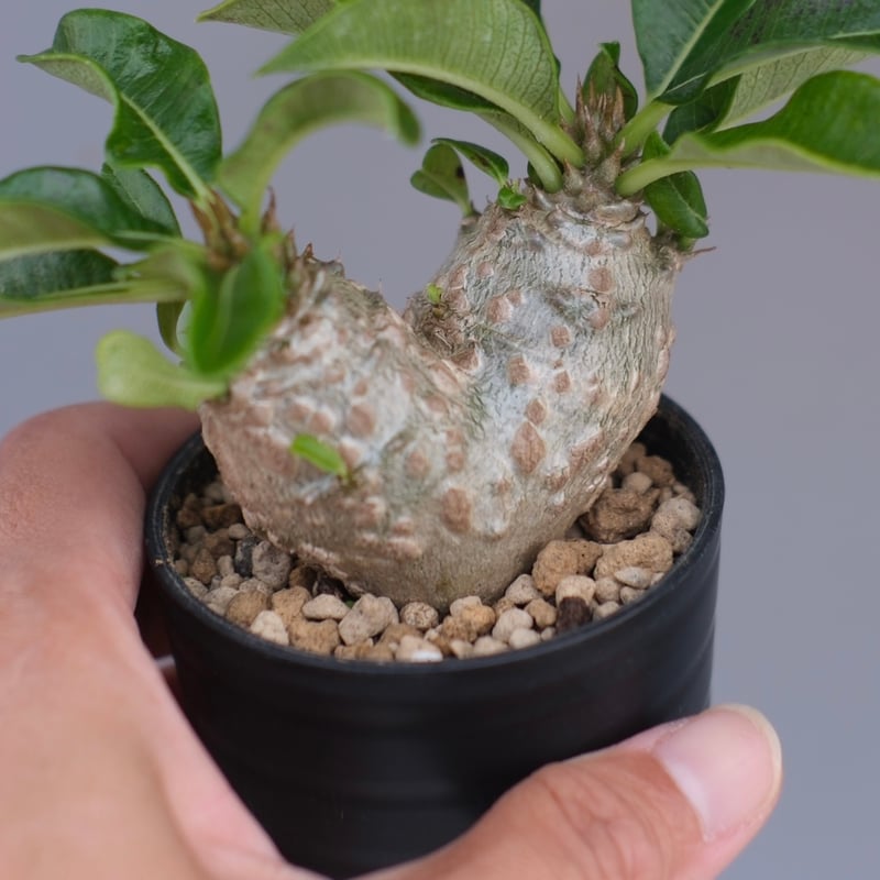 パキポディウム ウィンゾリー 実生株 095 Pachypodium windsorii |