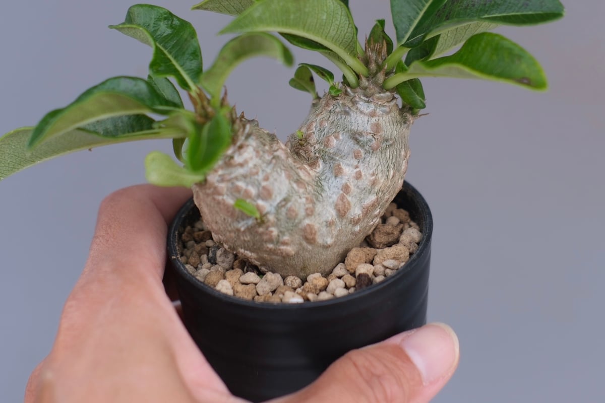 パキポディウム ウィンゾリー 実生株 095 Pachypodium windsorii |