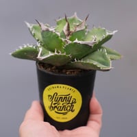 曲刺八雷（八荒殿×雷神 Agave macroacantha × potatorum）八荒雷神