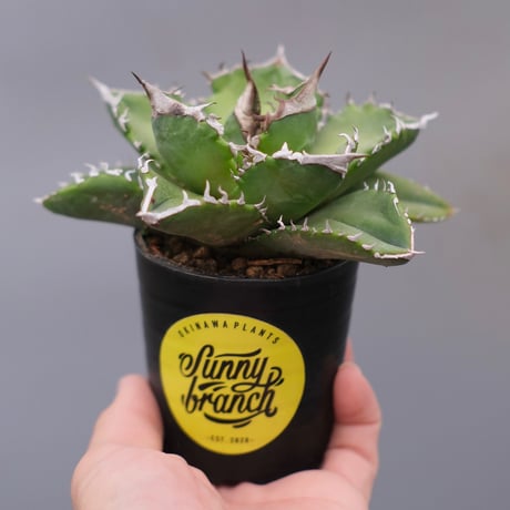 jitta203　台湾lize産ホワイトファイヤー jitta203様専用 台湾lize産ホワイトファイヤー - メルカリ