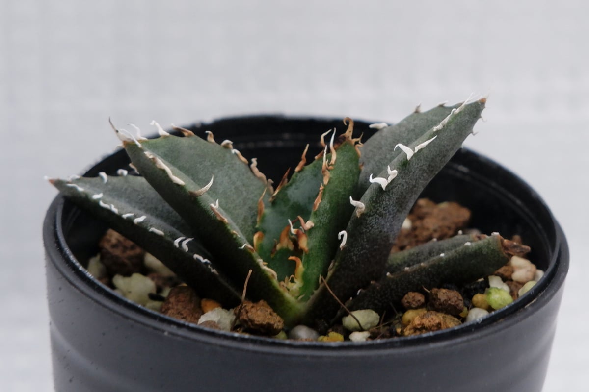 アガベ チタノタ 白鯨 034 Agave titanota white whale | Su