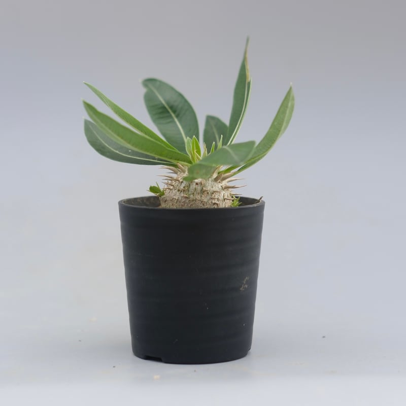 パキポディウム エニグマチカム 実生株 Pachypodium enigmaticum 010