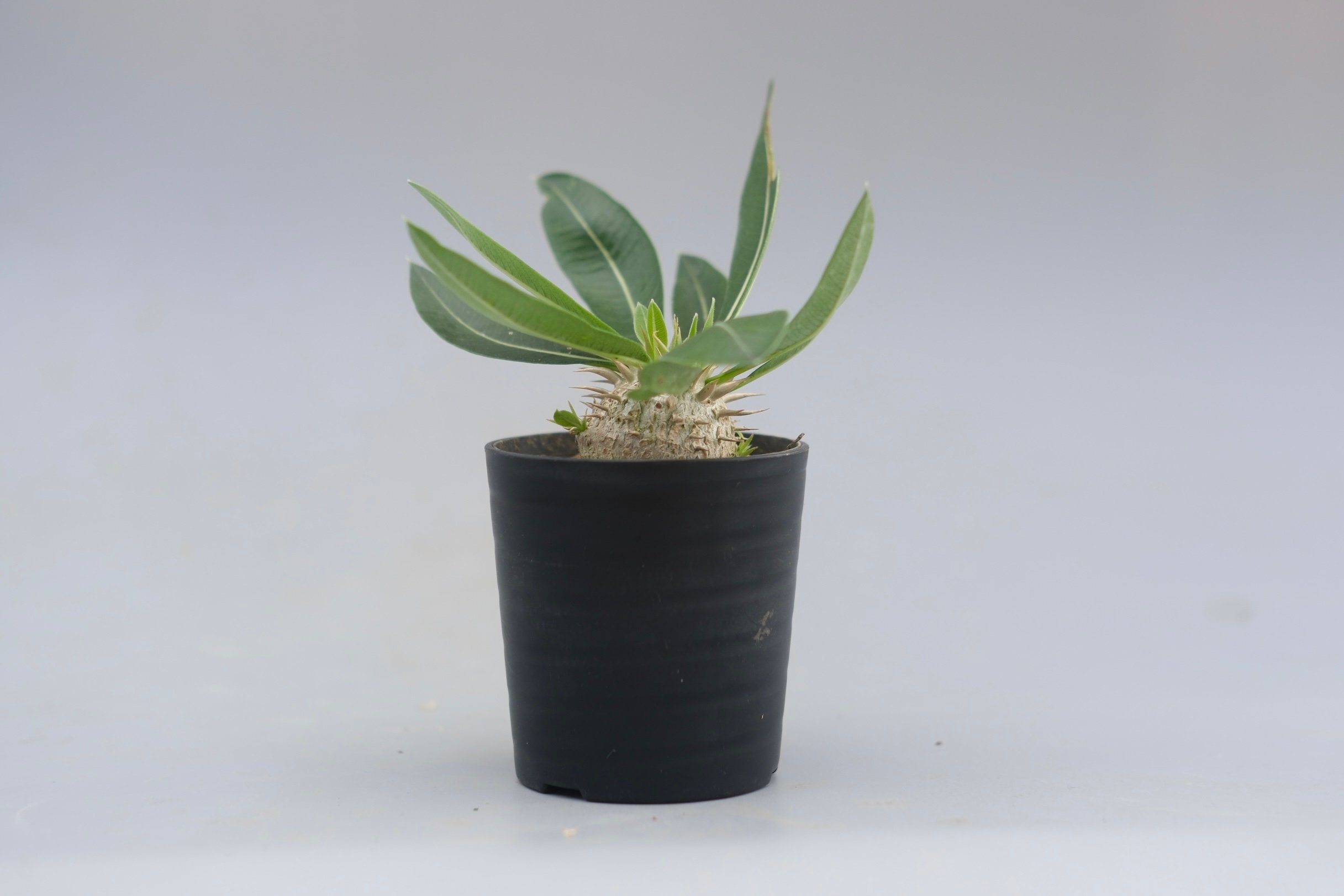 パキポディウム エニグマチカム 実生株 Pachypodium enigmaticum 010